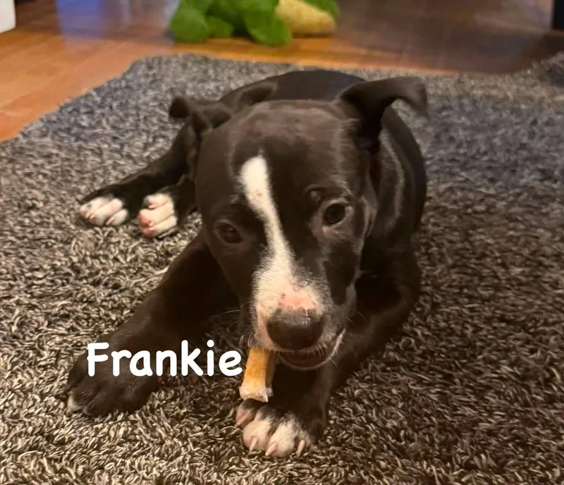 Frankie thumbnail 2