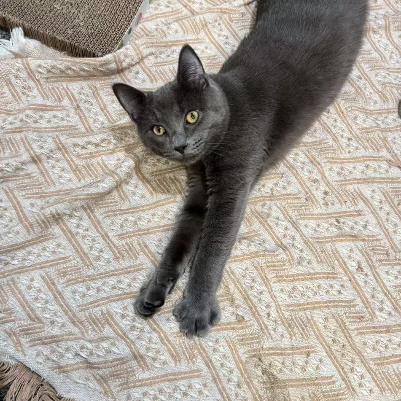 Taro Ray thumbnail 2