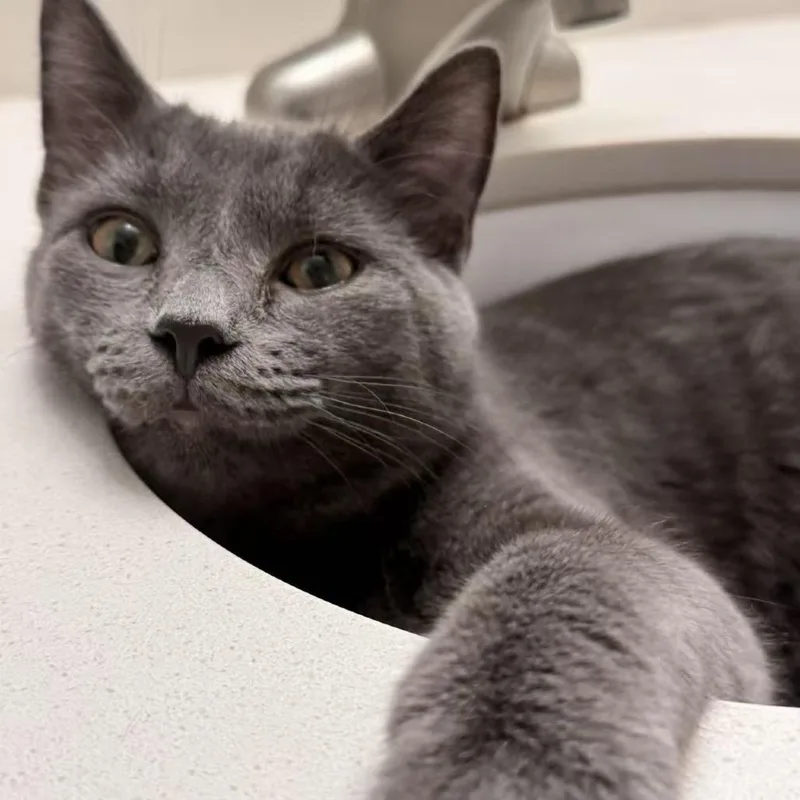 Taro Ray thumbnail 3