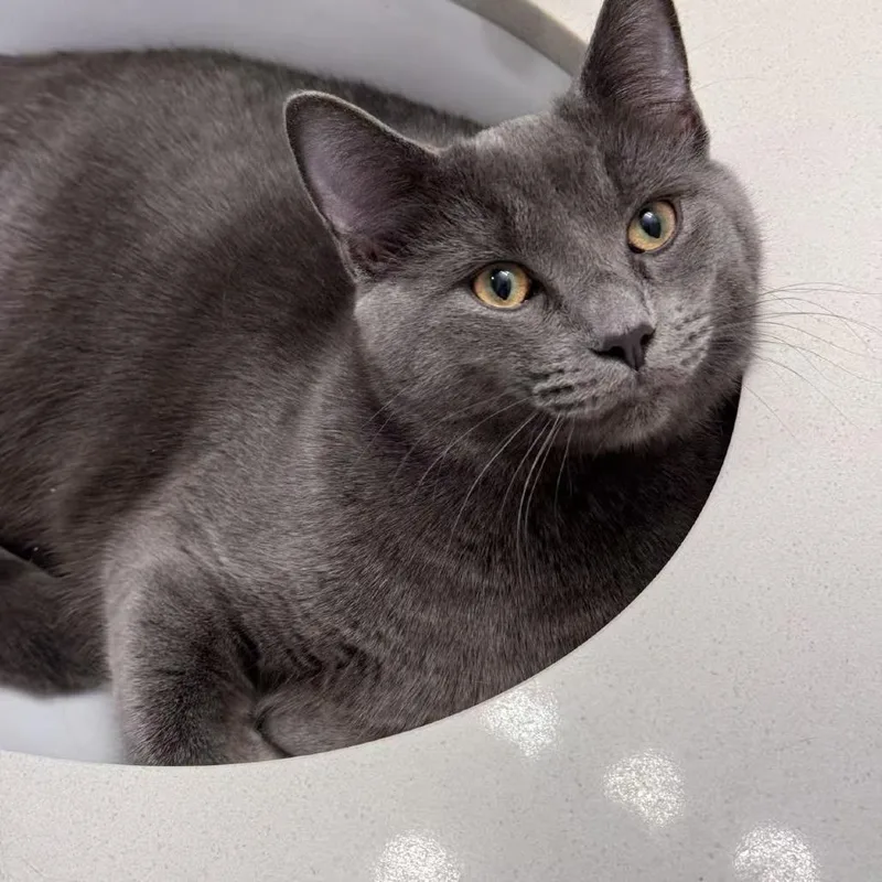 Taro Ray thumbnail 4