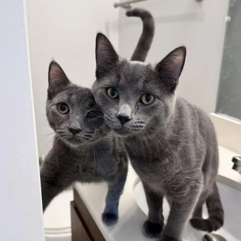 Taro Ray thumbnail 5