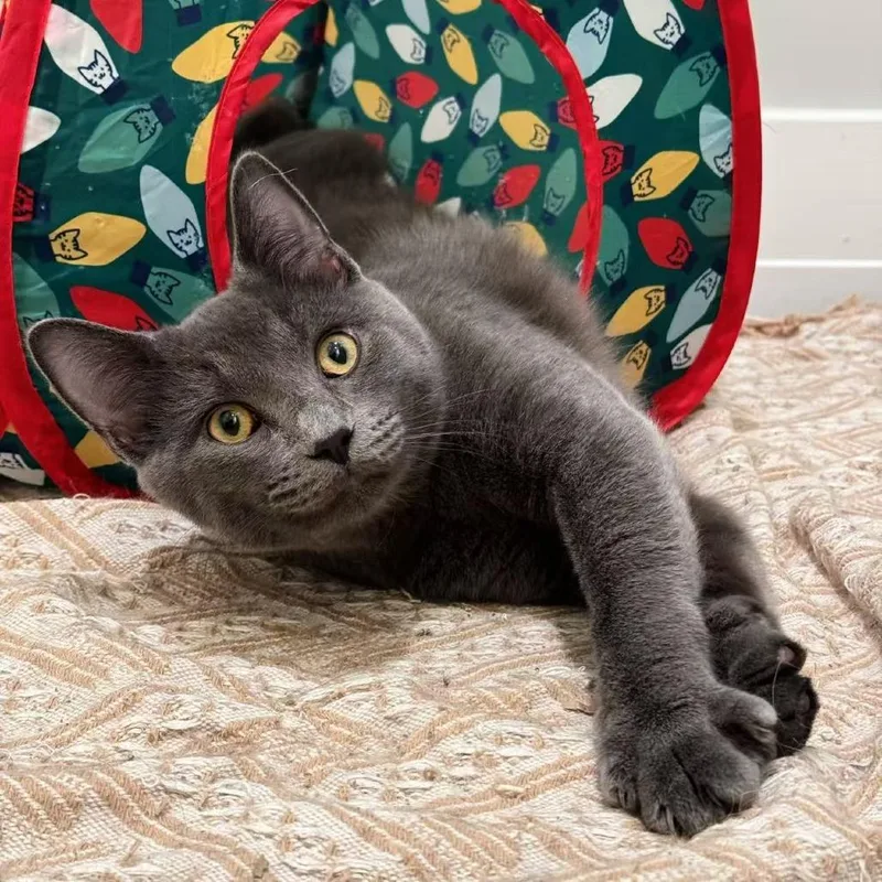 Taro Ray thumbnail 6