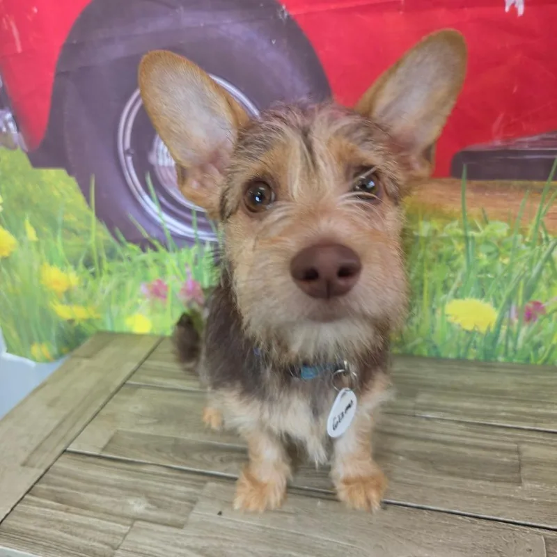 Gizmo thumbnail 3