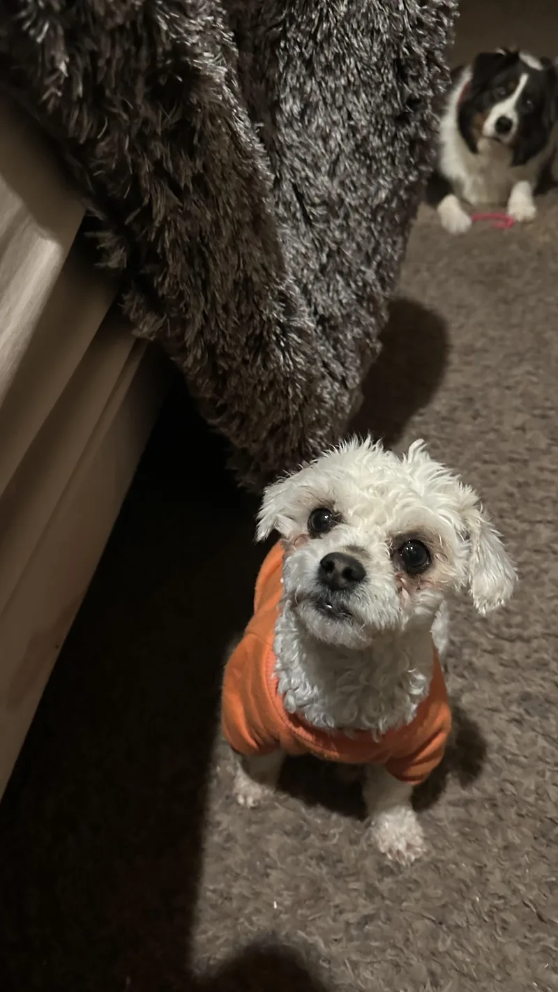 Lillibet thumbnail 2