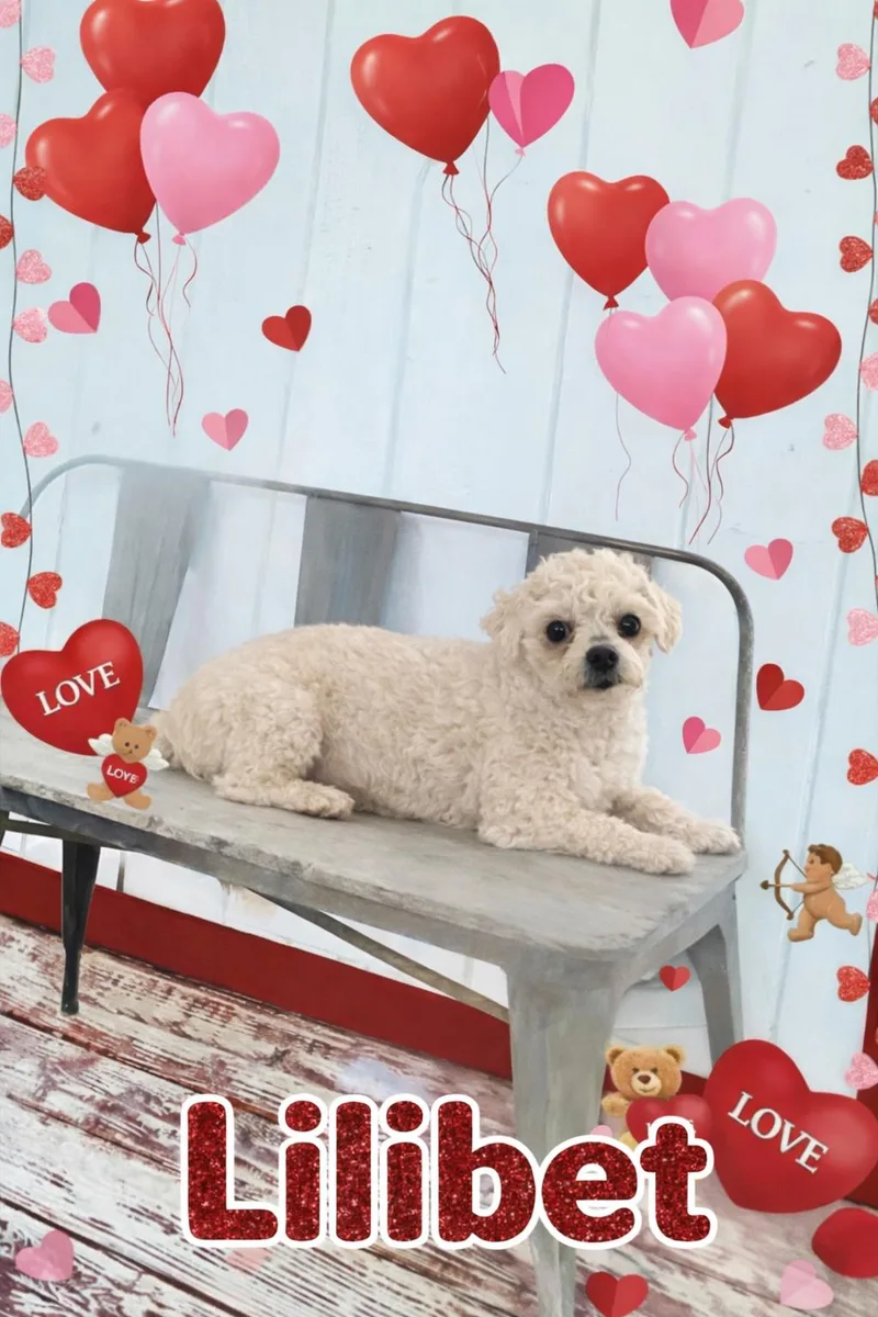 Lillibet thumbnail 4