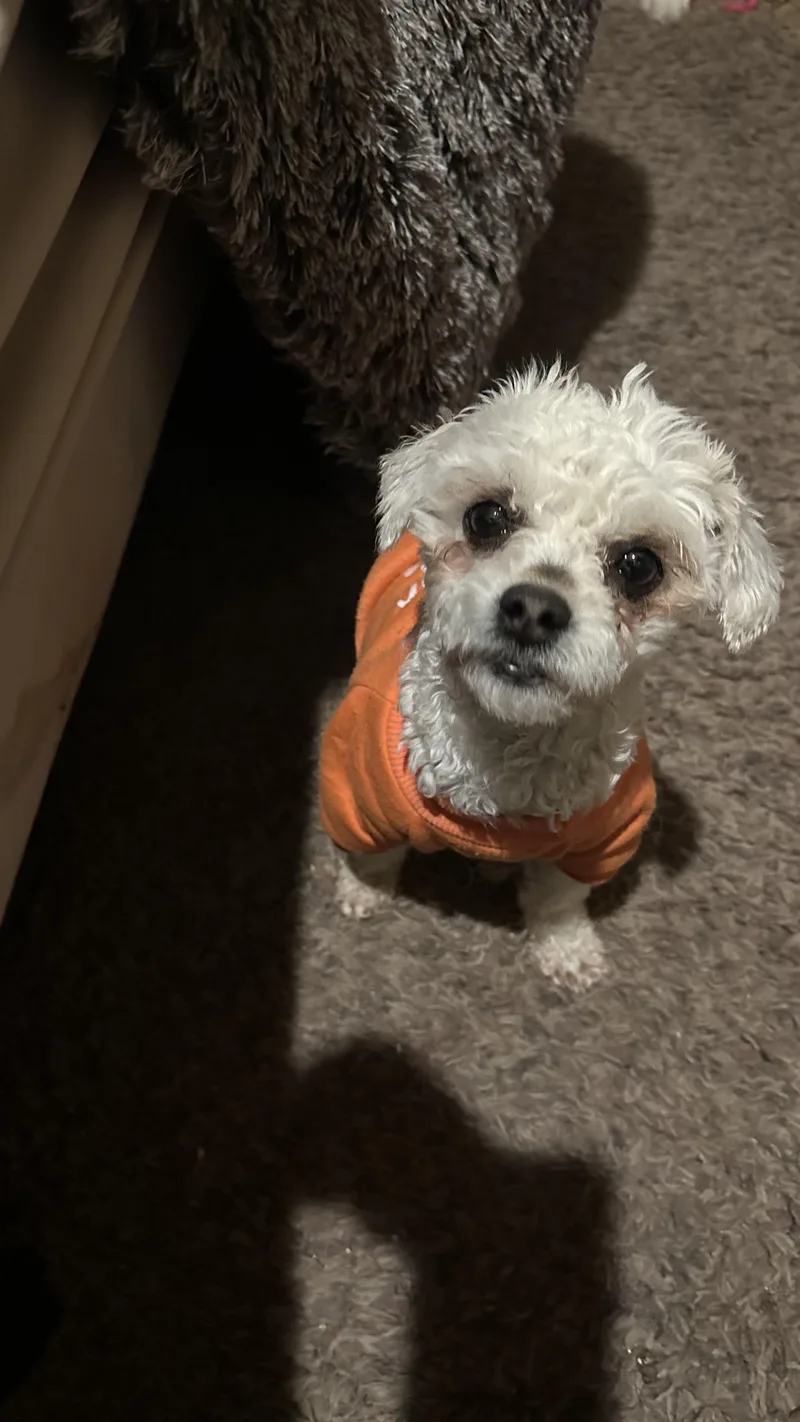 Lillibet thumbnail 6