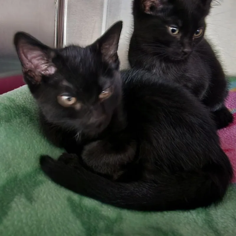 A baby small-sized female Black Domestic Short Hair cat named Wynonna for adoption in Grand Rapids, MI