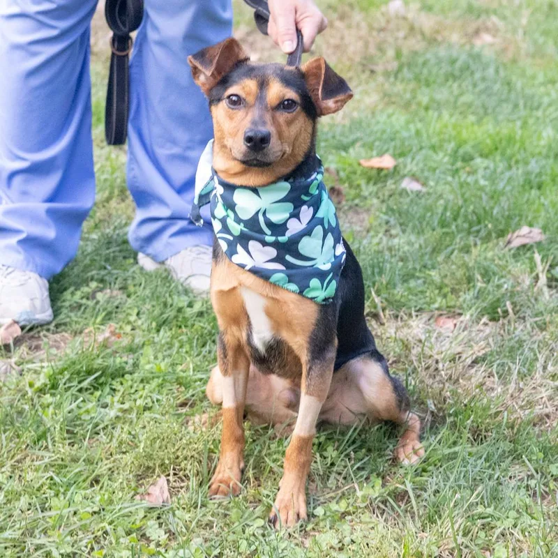 A young small-sized male Miniature Pinscher dog named DexterAvail for adoption in West Grove, PA