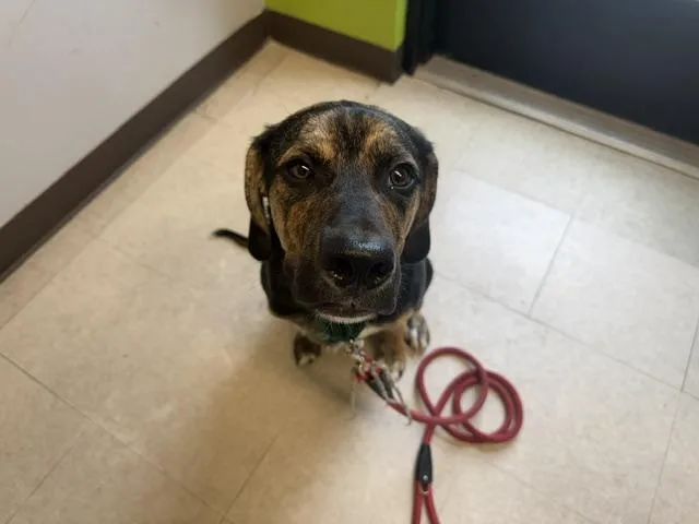 A young medium-sized male Mastiff dog named Nelson for adoption in Kent, WA