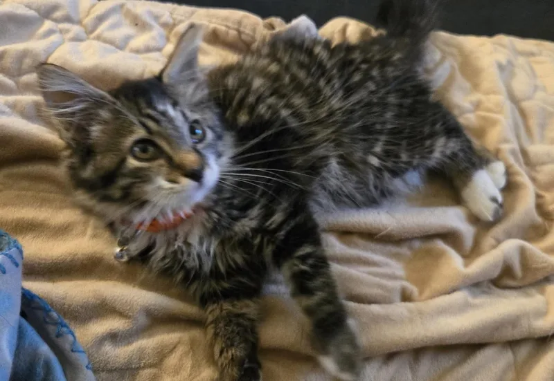 A baby medium-sized male Domestic Medium Hair cat named Vector for adoption in Breinigsville, PA
