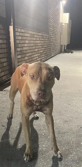 An adult large-sized female Mixed Breed dog named Nala for adoption in Palmetto, FL