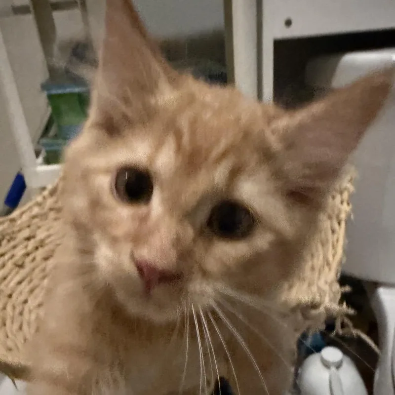 A baby small-sized male Orange / Red Domestic Long Hair cat named Orange blossom for adoption in Long Beach, CA