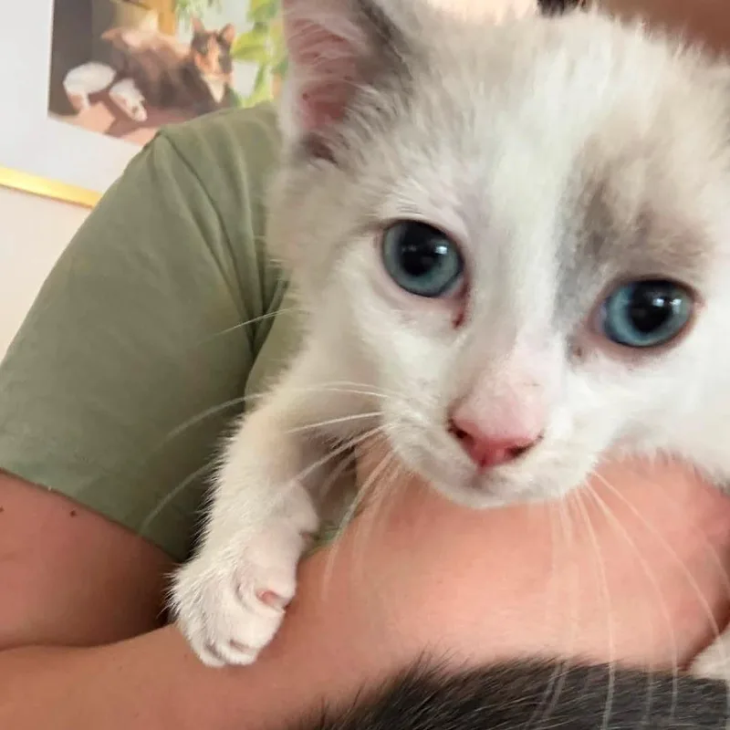 A baby small-sized male White Domestic Short Hair cat named Dot for adoption in Johnstown, PA