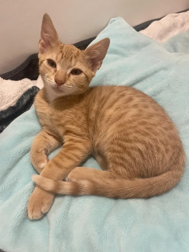 A baby medium-sized male Orange / Red Domestic Short Hair cat named Ray for adoption in Media, PA