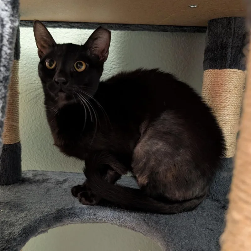 An adult medium-sized female Black Domestic Short Hair cat named Dragon for adoption in Titusville, FL