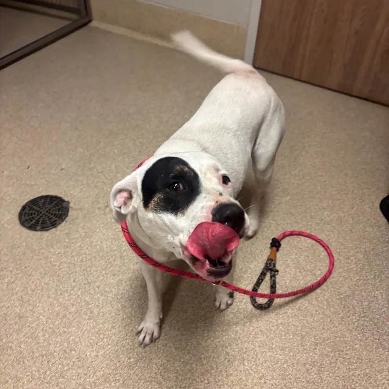 An adult medium-sized female Pit Bull Terrier dog named Lark for adoption in Bristol, IN
