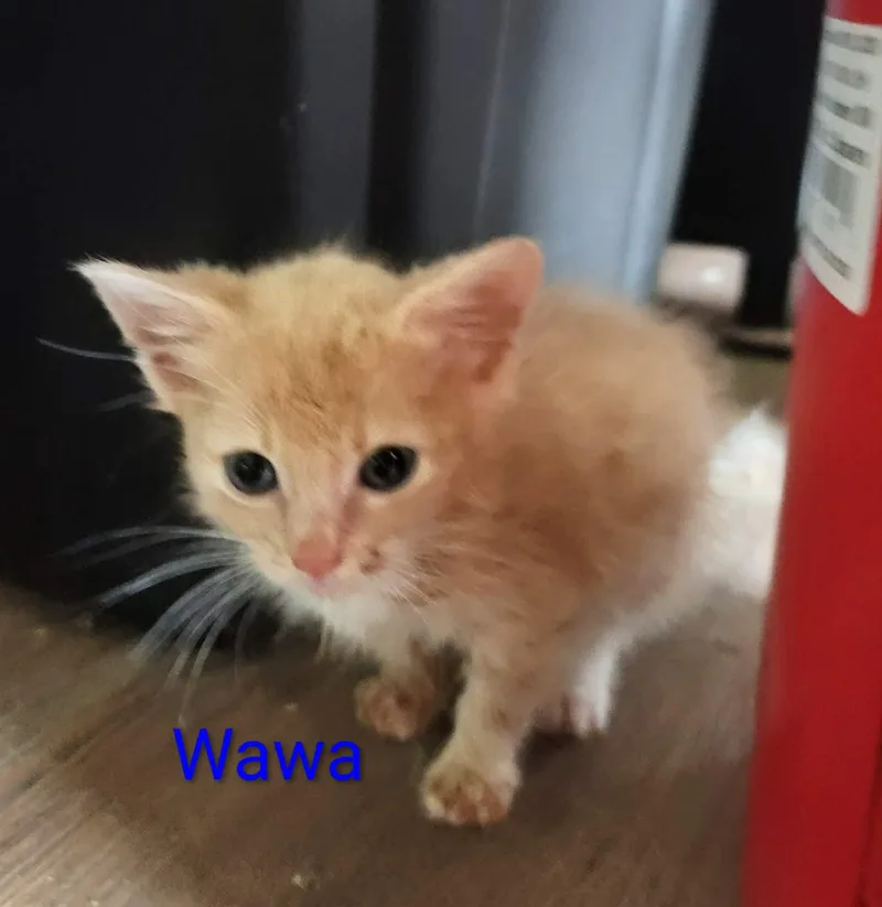A baby small-sized female American Shorthair cat named Wawa for adoption in Panama City, FL