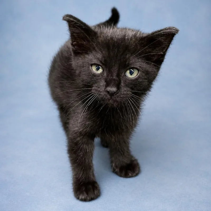 A baby large-sized male Black Domestic Short Hair cat named Coco for adoption in Heber Springs, AR