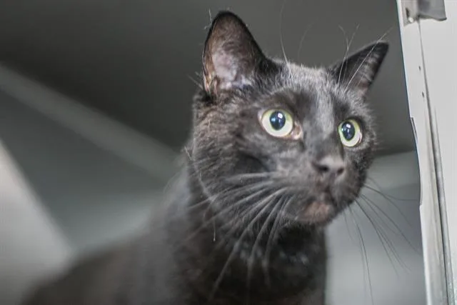An adult large-sized male Domestic Short Hair cat named Gengar for adoption in Charlotte, NC