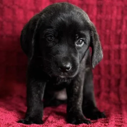 A baby medium-sized male Labrador Retriever dog named James for adoption in Red Bluff, CA