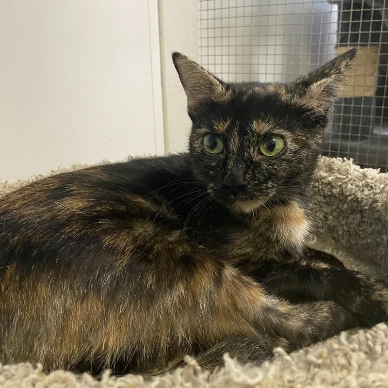 An adult medium-sized female Tortoiseshell Domestic Short Hair cat named Jinx for adoption in Monroe, LA