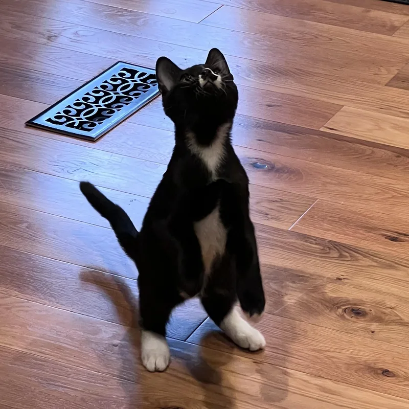 A baby medium-sized male Black & White / Tuxedo Domestic Medium Hair cat named Moe for adoption in Pendleton, OR