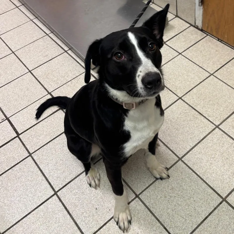 A young medium-sized female Black Mixed Breed dog named Elephant Aka Maggie for adoption in Charleston, WV