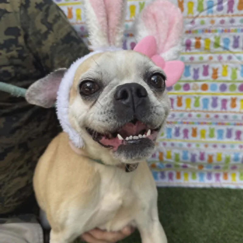 A baby small-sized female Yellow / Tan / Blond / Fawn Pug dog named Sophia for adoption in Smithfield, NC