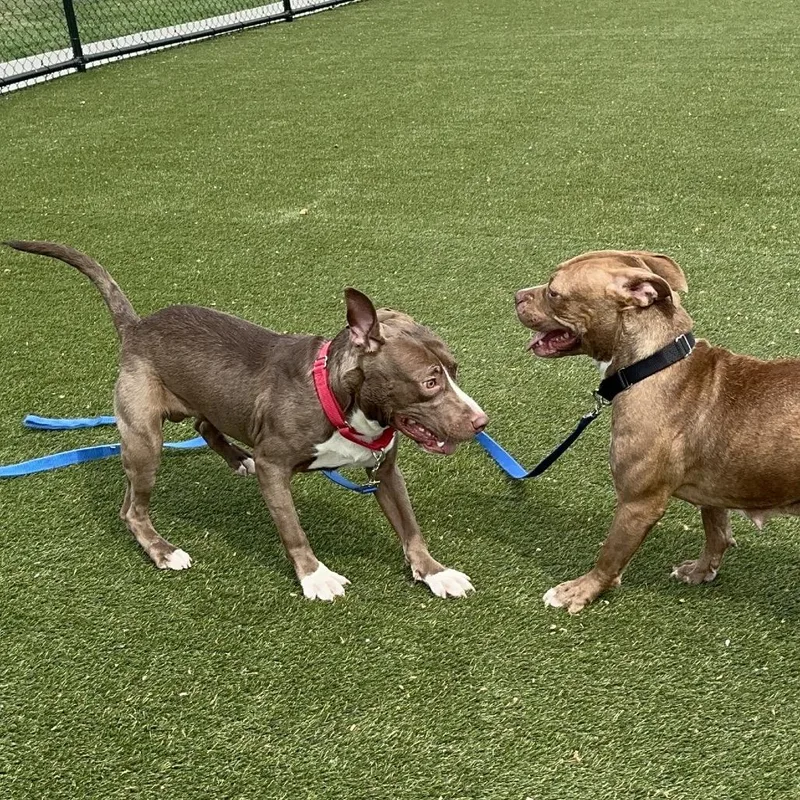 An adult medium-sized male Brown / Chocolate Mixed Breed dog named Biscuit for adoption in Philadelphia, PA