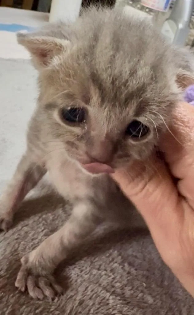 A baby small-sized female Domestic Short Hair cat named Lainie for adoption in Leonardtown, MD
