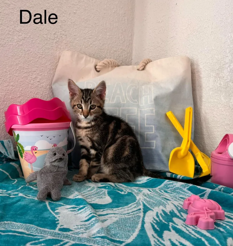 Dale