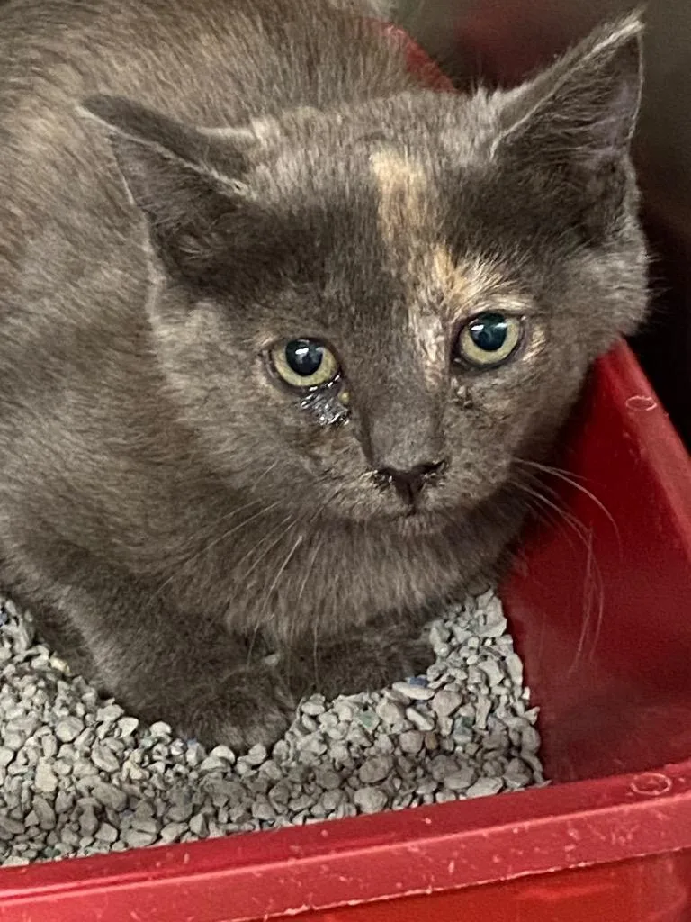 A baby large-sized female Domestic Short Hair cat named Peter for adoption in Cartersville , GA