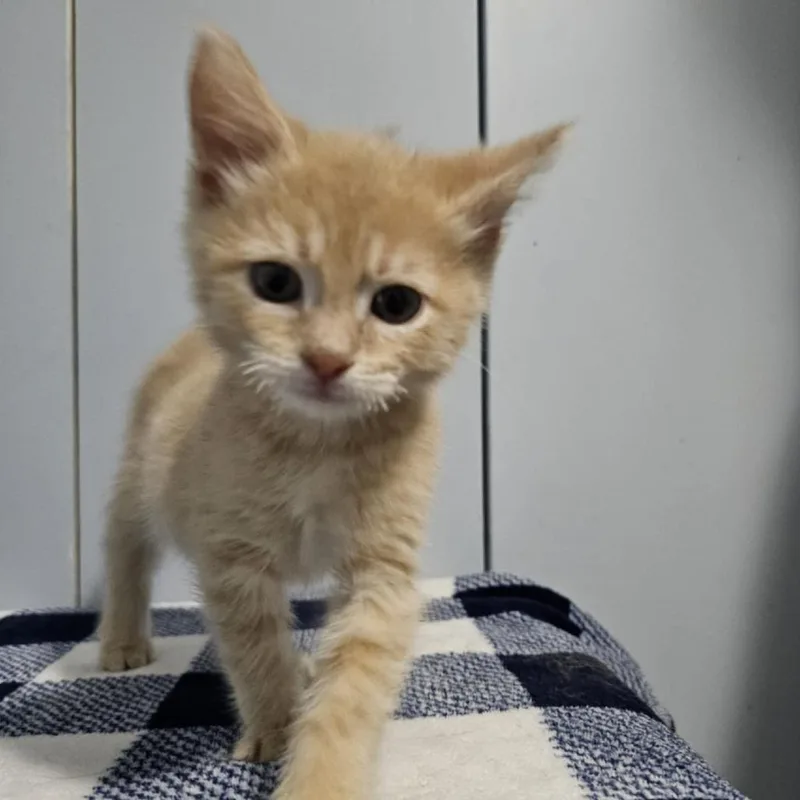 Lemongrass thumbnail 2