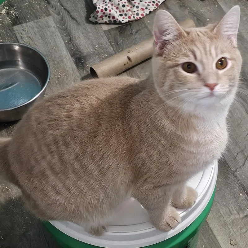 Lemongrass thumbnail 4