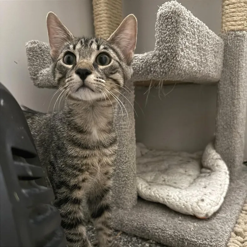A baby small-sized male Brown / Chocolate Domestic Short Hair cat named Wasabi for adoption in Evansville, IN