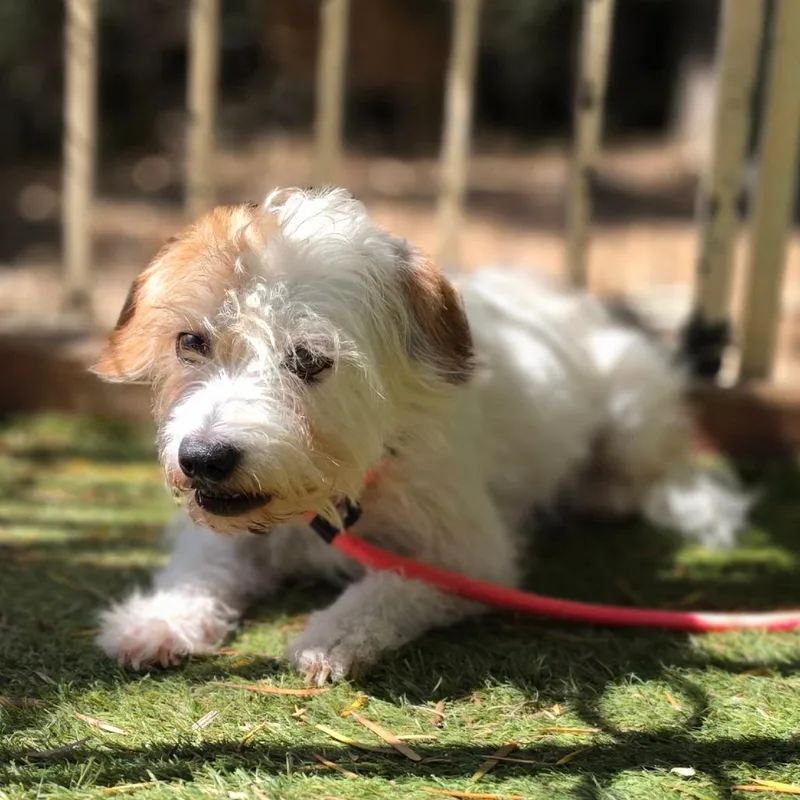 An adult small-sized female White / Cream Terrier dog named Greer  Chino Hills for adoption in Chino Hills, CA