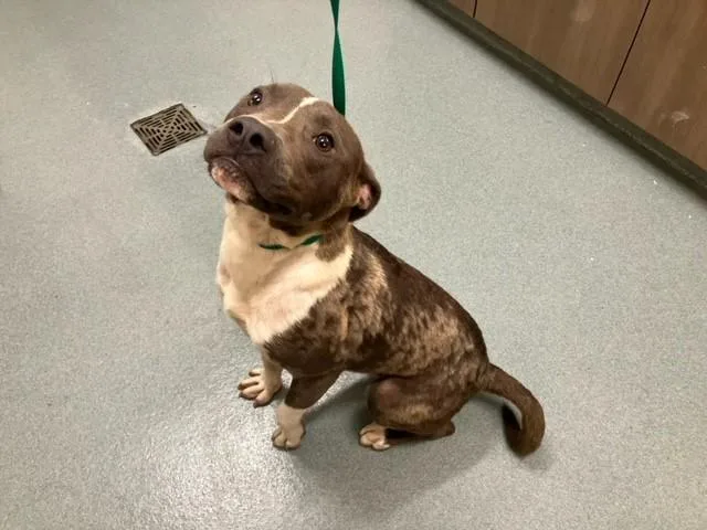 A young medium-sized male American Staffordshire Terrier dog named Deltron for adoption in Baytown, TX