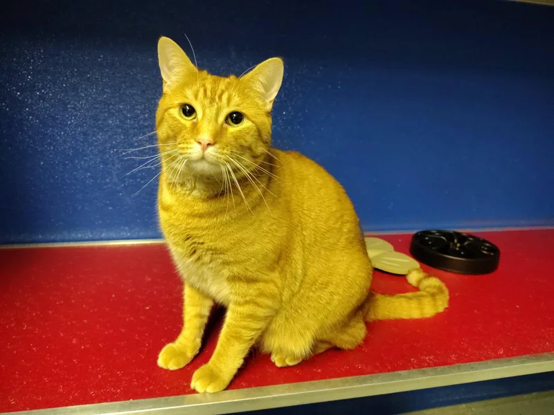 A young large-sized male Orange / Red Domestic Short Hair cat named Tommy for adoption in Ipswich, MA