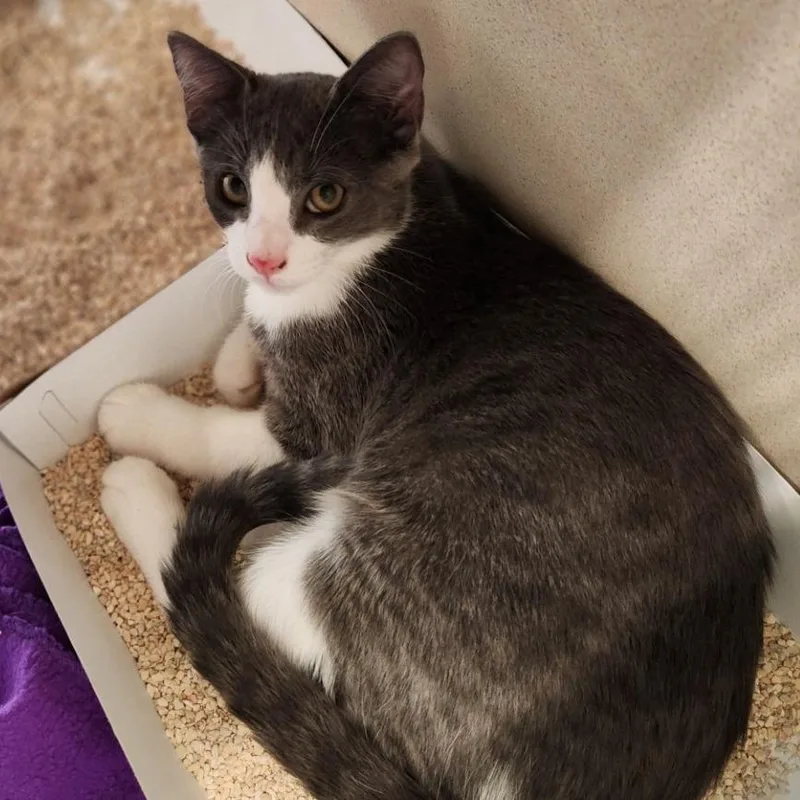A baby medium-sized male Gray / Blue / Silver Domestic Short Hair cat named Toby for adoption in Reno, NV