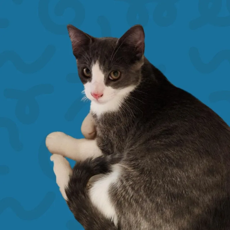 Toby thumbnail 2