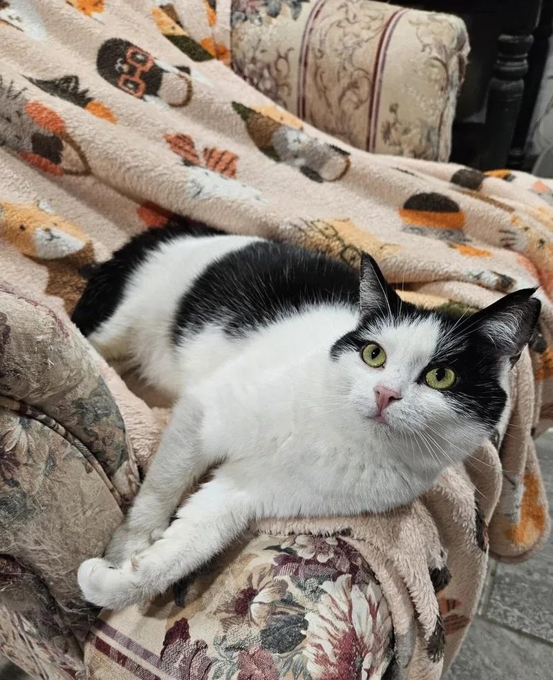 Peppermint Patty Allis