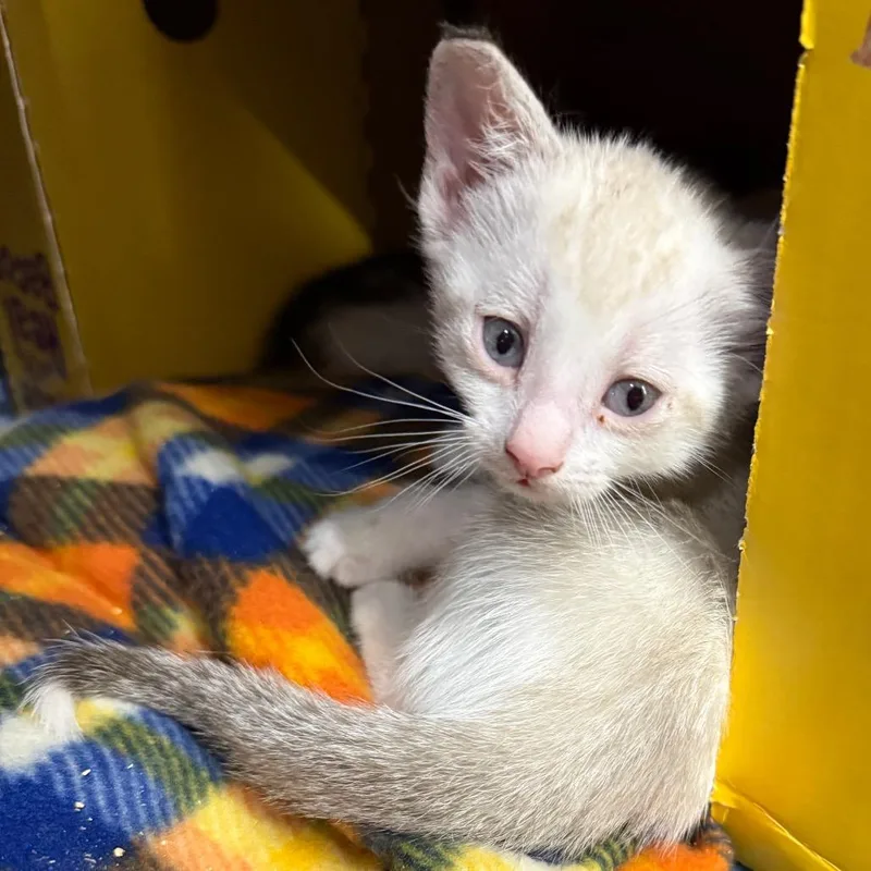 A baby small-sized female Cream / Ivory Domestic Short Hair cat named McKenzie for adoption in Bismarck, ND