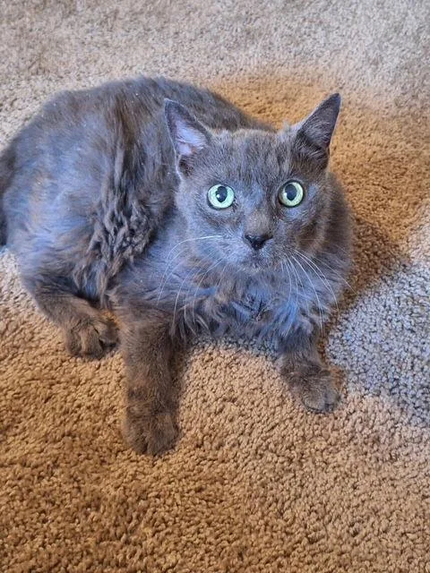 Rosemarie thumbnail 3