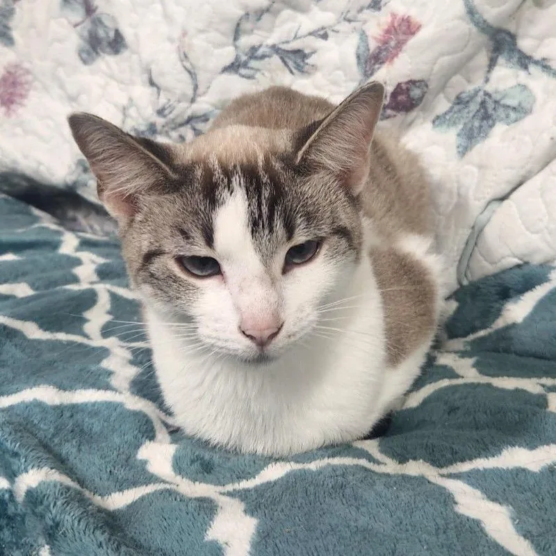 A young medium-sized female White Domestic Short Hair cat named Amber for adoption in Buffalo, MN