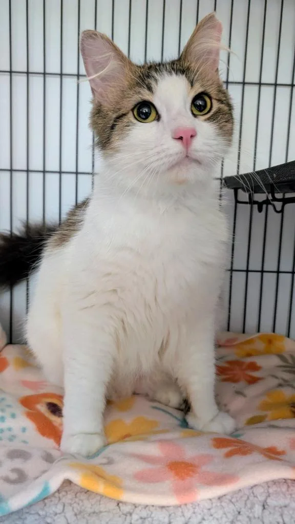 An adult medium-sized male Domestic Long Hair cat named Chase for adoption in Magnolia, TX