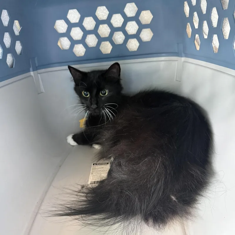 A young medium-sized female Black Domestic Long Hair cat named Casco Bay for adoption in Springfield, MA