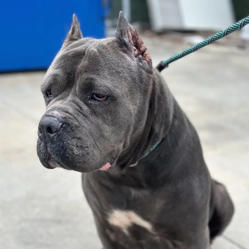 An adult extra large-sized female Cane Corso dog named Dyamond for adoption in manchester, PA