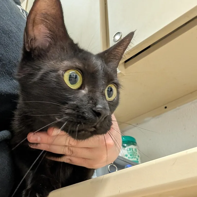 A young medium-sized female Black Domestic Short Hair cat named Toaster for adoption in Ardmore, OK