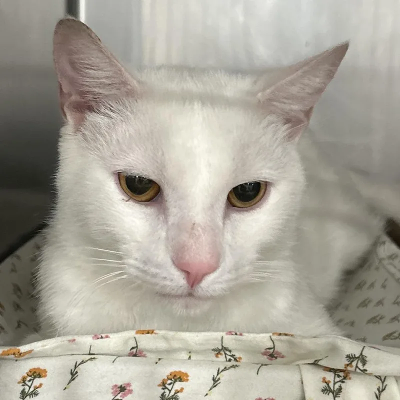 An adult medium-sized male White Domestic Short Hair cat named Blanco for adoption in Newark, NJ