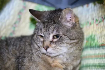 A senior medium-sized female Domestic Short Hair cat named Trinket for adoption in Ringoes, NJ